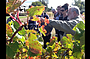 Barossa Valley via Hahndorf Wine Tour (Lunch & Wineries)