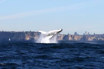 Whale Watching Sydney Harbour AM